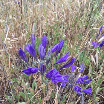 Tilden Regional Park - Wild flowers on Mt Vollmer - Parks Near Me - Berkeley, California