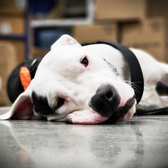 Citizen K9 Training Academy - Pet Training Near Me - Lincoln, Nebraska Citizen K9 Training Academy - Pet Training Near Me - Lincoln, Nebraska