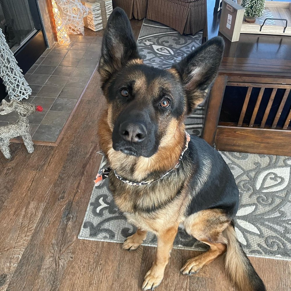 PAW’D CLT Charlotte, North Carolina Pet Sitting Phone Number Yelp