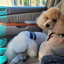 Scissorhands - Bijou & Rexy are relaxing after their Scissorhands Spa Day.