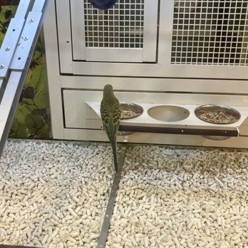 PetSmart - Parakeet - Pet Stores Near Me - Santa Ana, California PetSmart - Parakeet - Pet Stores Near Me - Santa Ana, California