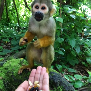 Monkey Jungle - Feeding squirrel monkeys on the rainforest adventure tour! - Zoos Near Me - Miami, Florida Monkey Jungle - Feeding squirrel monkeys on the rainforest adventure tour! - Zoos Near Me - Miami, Florida