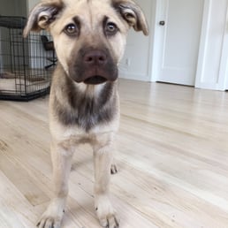 mishka focused on listening to Mel, especially when there are treats involved!!! thank you mel for looking after our baby girl pup. mishka focused on listening to Mel, especially when there are treats involved!!! thank you mel for looking after our baby girl pup.