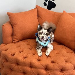 Highly recommend! Open availability and fast service! My dog loves his new haircut for the Summer Highly recommend! Open availability and fast service! My dog loves his new haircut for the Summer