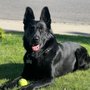 Photo of Von Tore K9.com