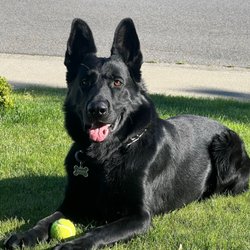 Von Tore K9.com