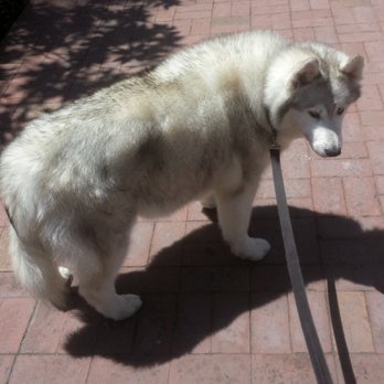 Omar's Grooming - All fluffy and clean again!! - Pet Groomers Near Me - Santa Barbara, California