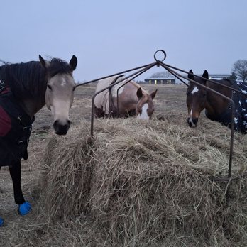 Galaxy Riding School - Freya, Tyr, and Hudson on a cold winter's day staying warm! - Horseback Riding Near Me - Farmersville, Texas Galaxy Riding School - Freya, Tyr, and Hudson on a cold winter's day staying warm! - Horseback Riding Near Me - Farmersville, Texas