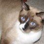 Photo of Animal Housecall Service