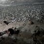 Photo of Grunion Run