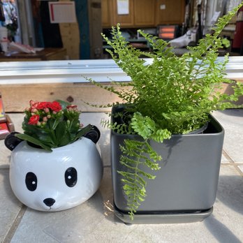 Johnny Mangos Garden Center - panda pot with flowers, black matte pot with fern - Landscaping Near Me - Delray Beach, Florida Johnny Mangos Garden Center - panda pot with flowers, black matte pot with fern - Landscaping Near Me - Delray Beach, Florida