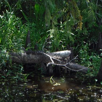 Dragon Lady Airboats - Baby Gator Sun Bathing - Boat Tours Near Me - Orange, Texas