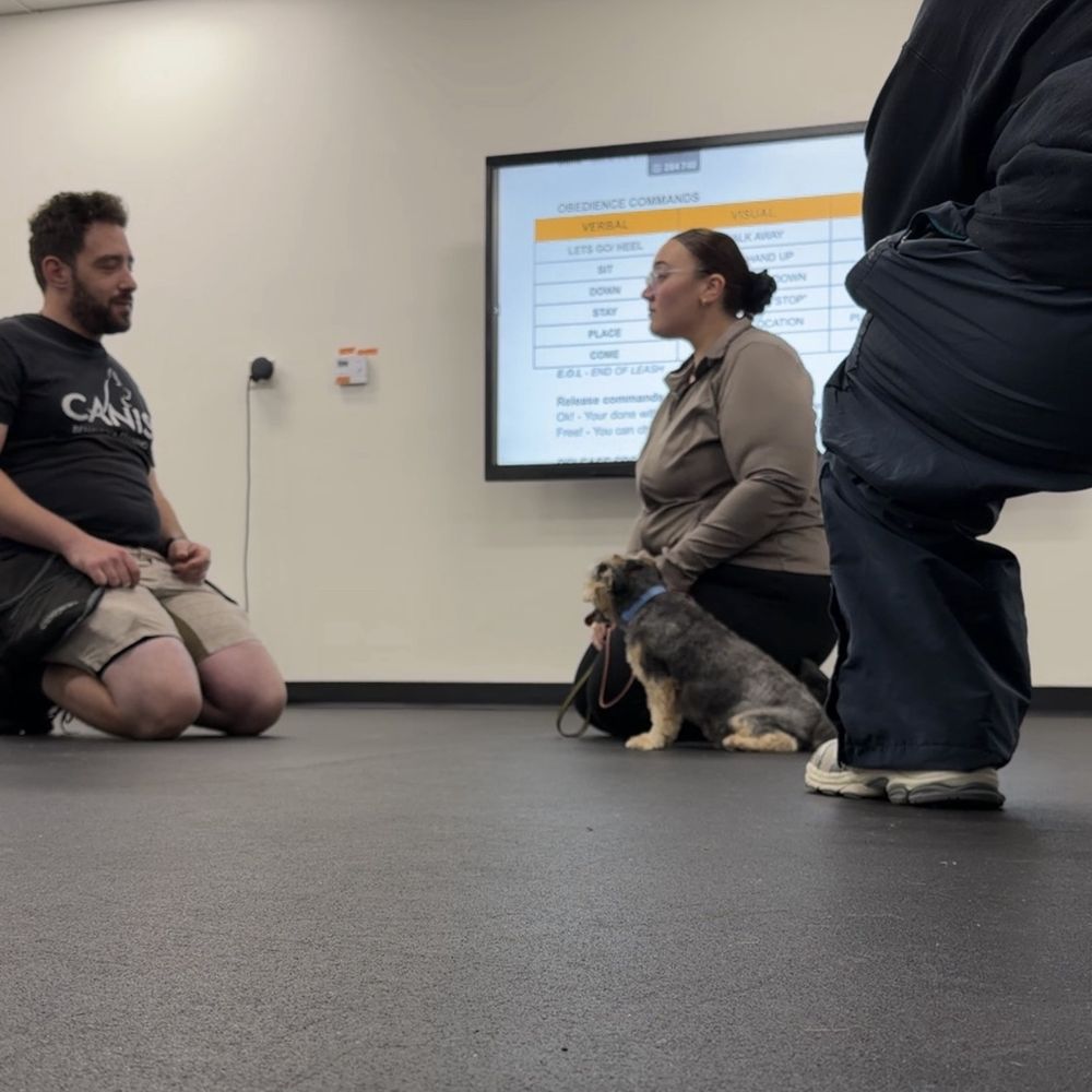 CANIS - Behavior and Training - Pet Training Near Me - Tarzana, California