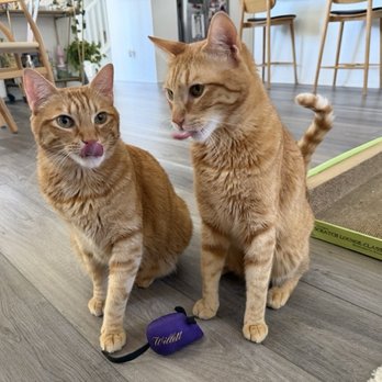 Willett Distillery - Our cats when we got home with their new catnip toy - Distilleries Near Me - Bardstown, Kentucky Willett Distillery - Our cats when we got home with their new catnip toy - Distilleries Near Me - Bardstown, Kentucky