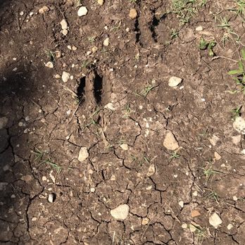 Great Hills Park - Deer tracks - Hiking Near Me - Austin, Texas Great Hills Park - Deer tracks - Hiking Near Me - Austin, Texas
