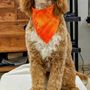 Photo of Best Pet Salon