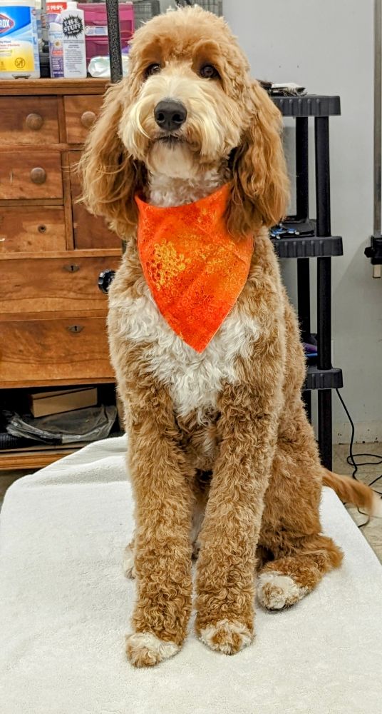 BEST PET SALON Updated September 2024 11 Photos & 10 Reviews 739