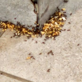Popeyes Louisiana Kitchen - Ant infestation in dinning room - Fast Food Near Me - Lockport, Illinois Popeyes Louisiana Kitchen - Ant infestation in dinning room - Fast Food Near Me - Lockport, Illinois
