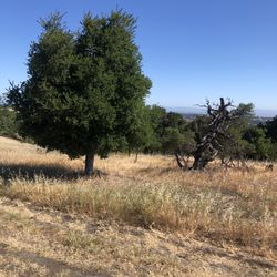 Ancient Oak Grove In the Stanford Foothills - The ancient oaks?