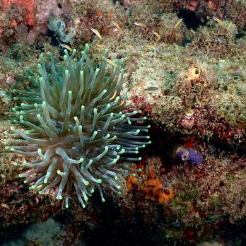 Taino Divers - Anemone Horseshoe Reef dive - Scuba Diving Near Me - Rincon, Puerto Rico Taino Divers - Anemone Horseshoe Reef dive - Scuba Diving Near Me - Rincon, Puerto Rico