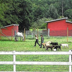 The Country Ranch Dog Boarding and Training