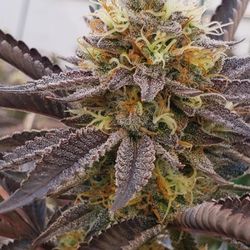 207 Hydro Farm Medical Cannabis Dispensary