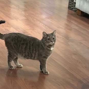 Chico Cat Cafe - April - Pet Adoption Near Me - Chico, California