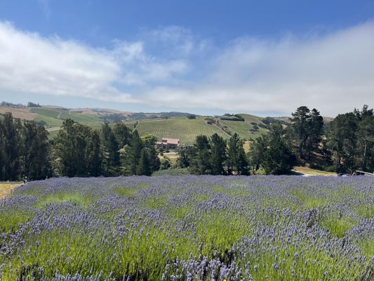 Monte-Bellaria di California by null