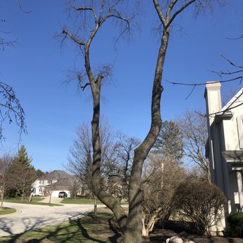 First Class Outdoor Services - Tree's we had removed - Tree Services Near Me - Downers Grove, Illinois First Class Outdoor Services - Tree's we had removed - Tree Services Near Me - Downers Grove, Illinois