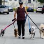 Photo of Active K9 Training Solutions 