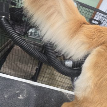 Van Cott Pet Grooming - Pet Groomers Near Me - New Milford, Pennsylvania Van Cott Pet Grooming - Pet Groomers Near Me - New Milford, Pennsylvania