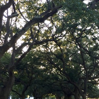 Waterfront Park - Trees - Parks Near Me - Charleston, South Carolina Waterfront Park - Trees - Parks Near Me - Charleston, South Carolina