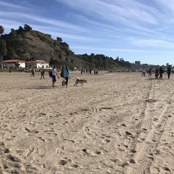 Will Rogers State Beach - Dogs help with beach cleanup - Beaches Near Me - Pacific Palisades, California