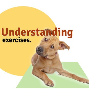 Brainy Dog - Understanding is about teaching dogs abstract concepts to reduce fear, confusion and frustration - Pet Training Near Me
