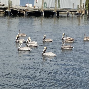 St. Nicholas Boat Line - View from the boat - Tours Near Me - Tarpon Springs, Florida