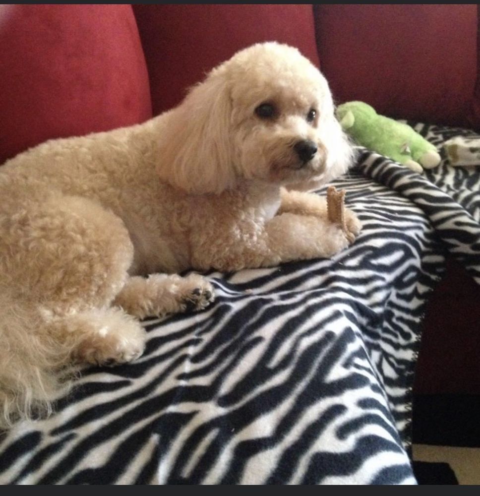 PEARLY PAWZ PET GROOMING Updated September 2024 2568 S Church St