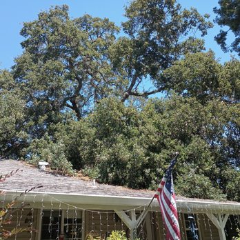 Above It All Tree Care - Before - Tree Services Near Me