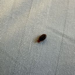 Bed bug we found on my sister Bed bug we found on my sister