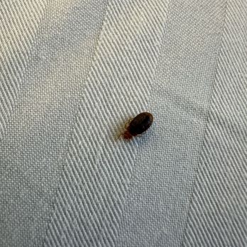Legacy Vacation Resort - Bed bug we found on my sister - Vacation Rentals Near Me - Reno, Nevada Legacy Vacation Resort - Bed bug we found on my sister - Vacation Rentals Near Me - Reno, Nevada