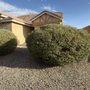 Landscape Design