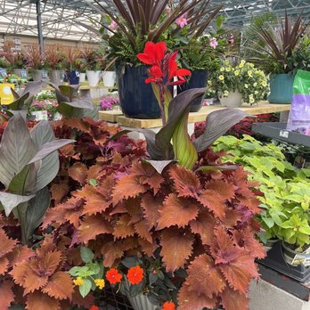 Lowe's Home Improvement - $49.00! What a deal & so beautiful!!! - Hardware Stores Near Me - San Antonio, Texas Lowe's Home Improvement - $49.00! What a deal & so beautiful!!! - Hardware Stores Near Me - San Antonio, Texas