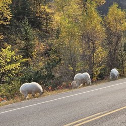 Spearfish Canyon Scenic Byway - Mountain goats