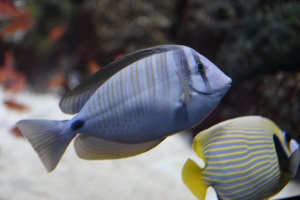 Singapore Oceanarium by null