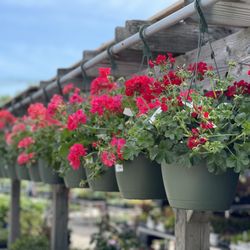 Weston Nurseries of Hopkinton