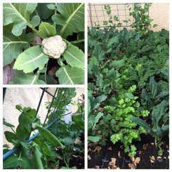 Niche Organic Gardens