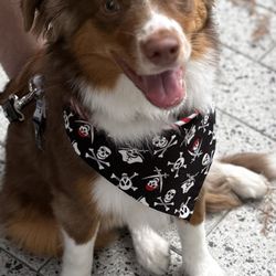 Pirate Pup Parade & Costume Contest