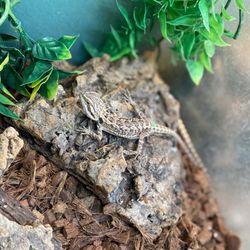 Coastal Pet Supply