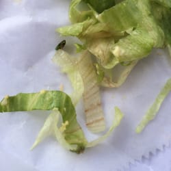 Bagel Boys New City - Old lettuce