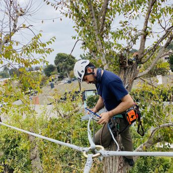 TreeCareLA - Installing dynamic cable in a Siberian elm to support weaker limbs & save the tree! - Tree Services Near Me