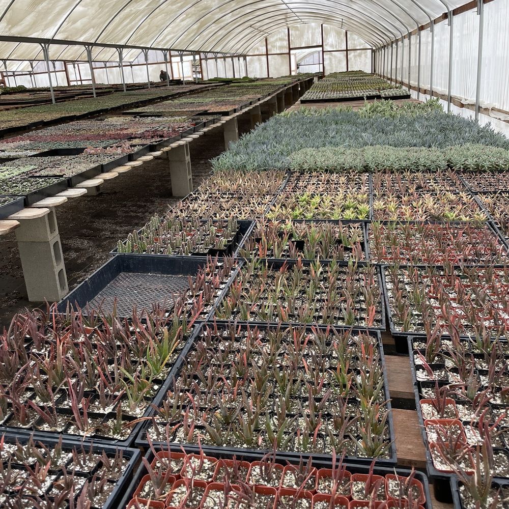 North County Roots Nursery - Vast amounts for unique plants! - Nurseries & Gardening Near Me - Valley Center, California